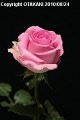 Rosa Revival